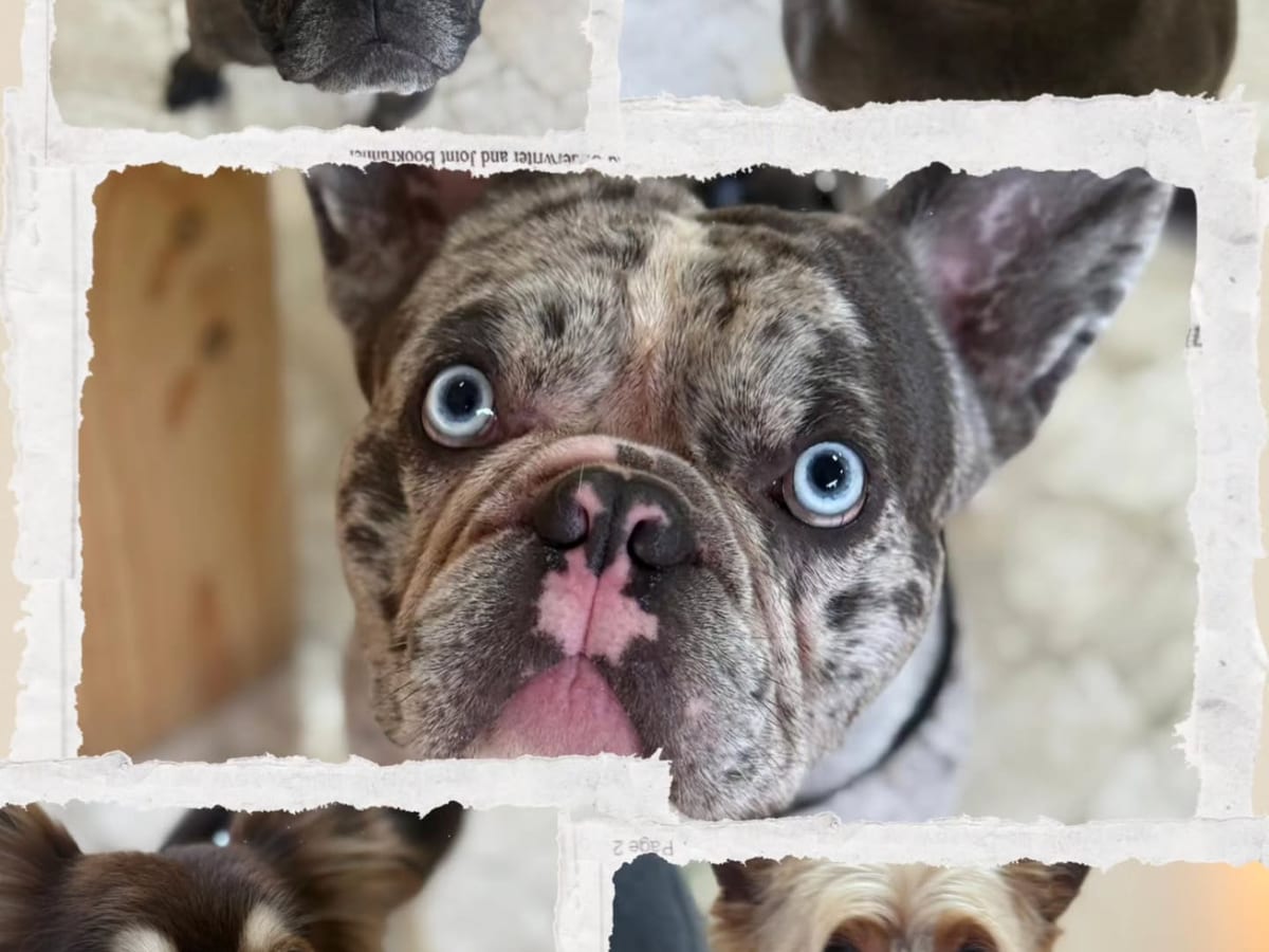 Ritratti di alcuni dei cani seguiti dai centri della rete
